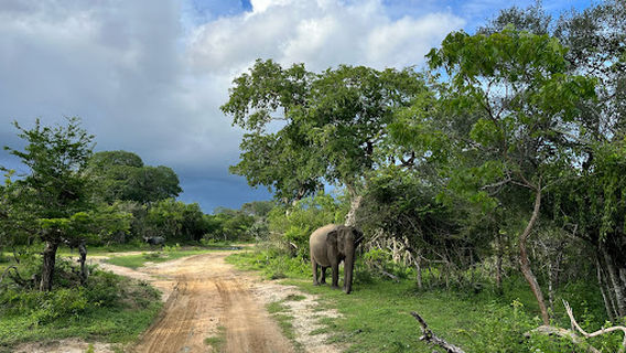 Lesitha Safari