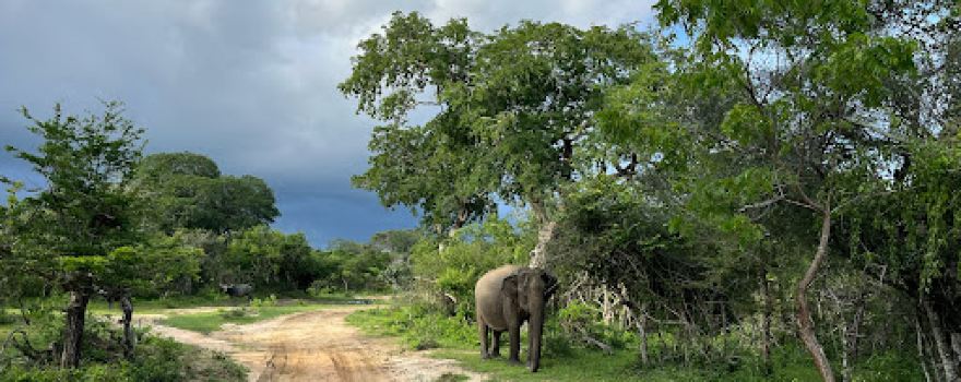 Lesitha Safari