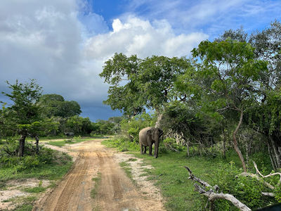 Lesitha Safari