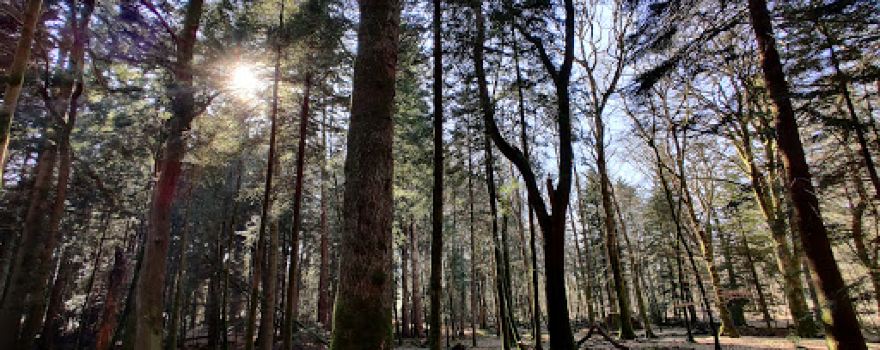 Blackwater Arboretum