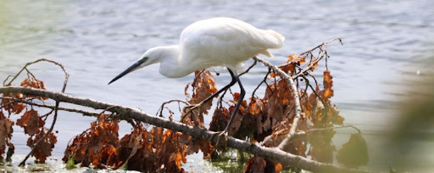 BirdLife-Naturzentrum Klingnauer Stausee