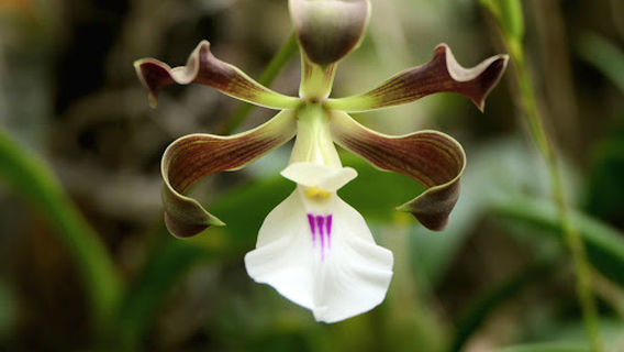 Monteverde Orchid Garden