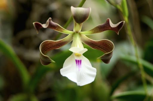 Monteverde Orchid Garden