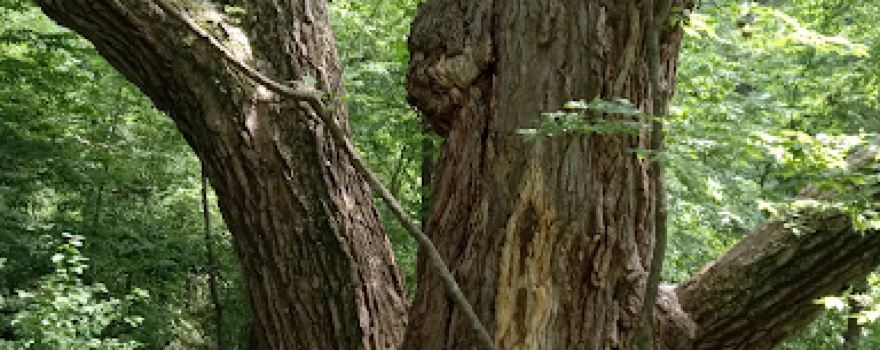State Record Cottonwood Tree
