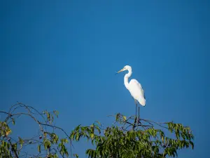 Kinabatangan Wildlife Sanctuary