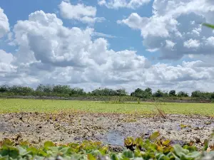 Blueberry Bunch Farm U-Pick