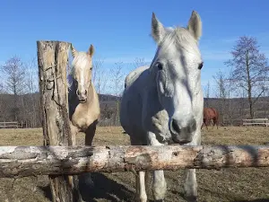Equus Silvania