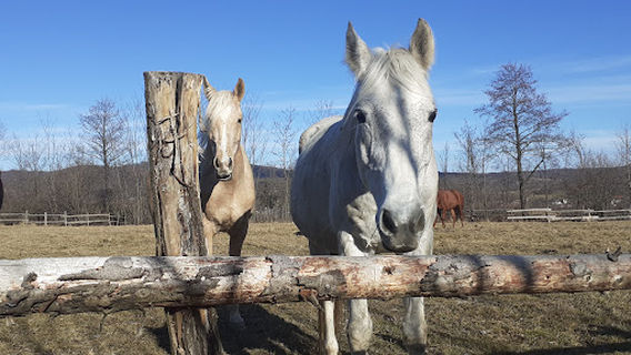 Equus Silvania