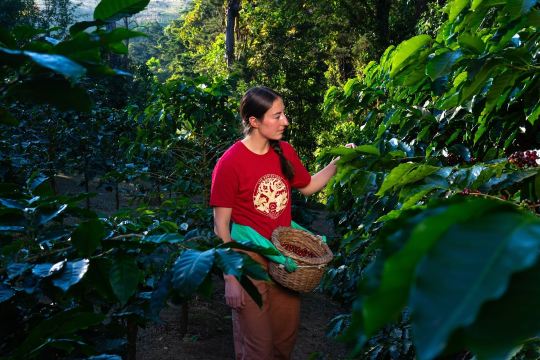 Coffee Tour Café Monteverde