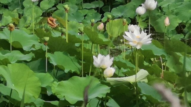 Huangbaishan Bishuiwan Sightseeing Tourism Area