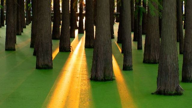 bei hu gong yuan ( zhong yuan )