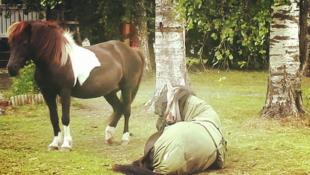 Jau Jau Icelandic Horses