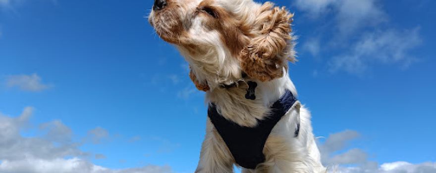 Unleashed Dog Parks - Midlothian