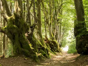L'Allée des Géants