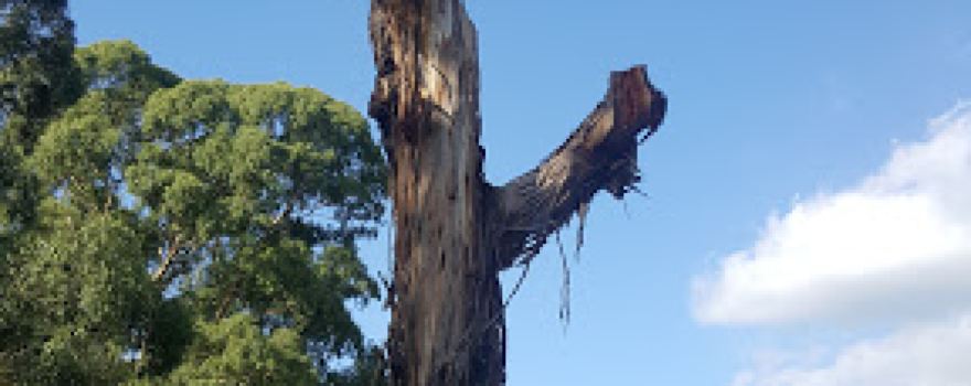 Stiggant Reserve