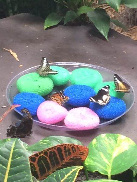 Vuelos ${{cityDName}} Lubbock