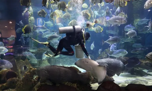 VinKE & Vinpearl Aquarium Times City Ha Noi