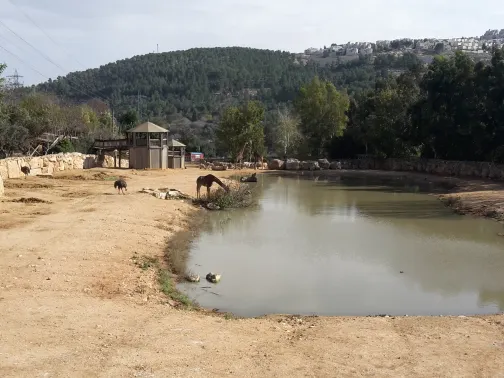 耶路撒冷聖經動物園