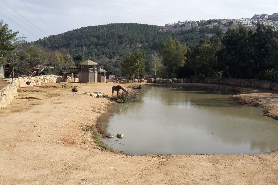 耶路撒冷聖經動物園