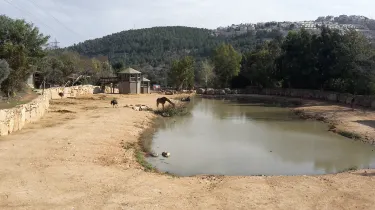 耶路撒冷聖經動物園
