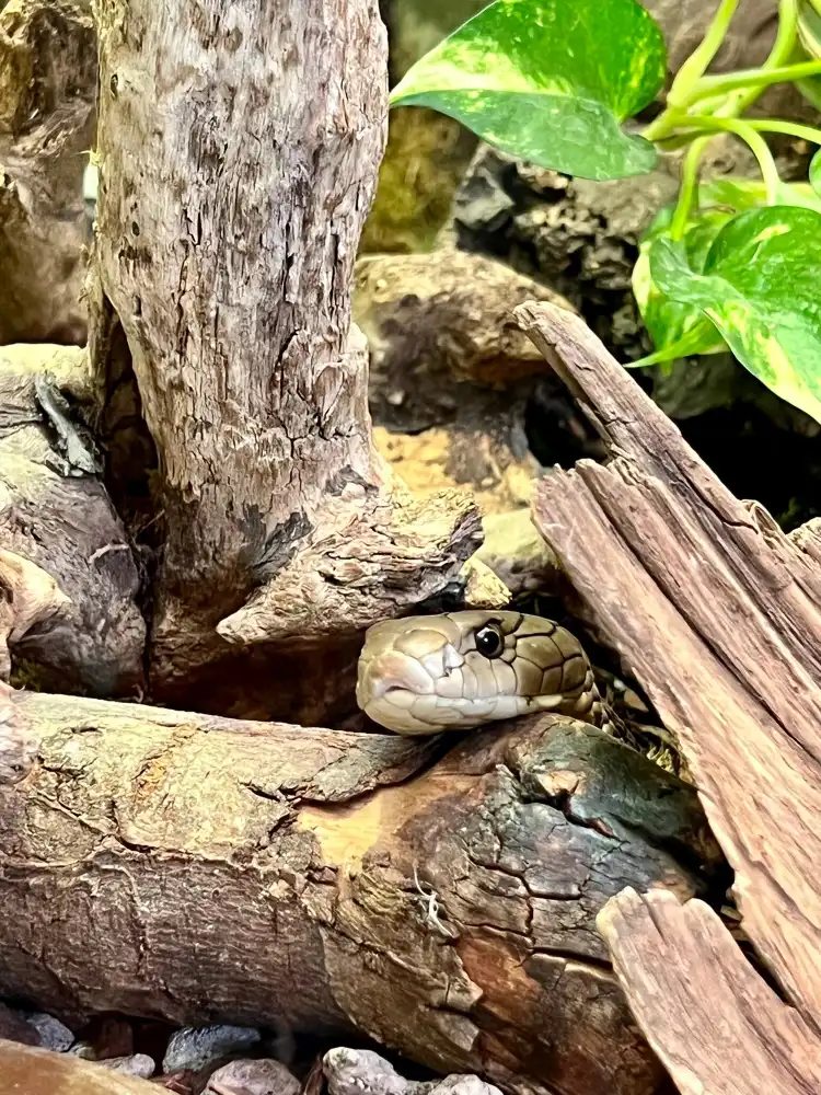 Hotels near Reptilienzoo Happ