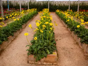 Bloemen Park