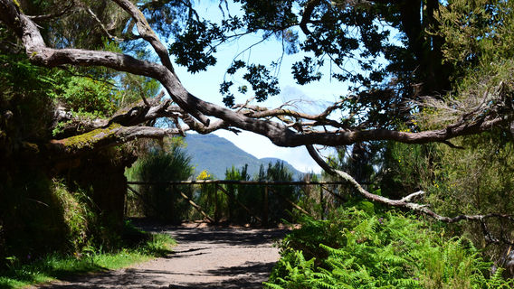PR6 Levada das 25 Fontes / Levada do Risco