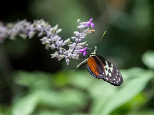 Green Hills Butterfly Ranch
