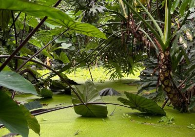 The Living Rainforest