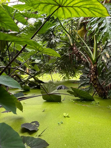 The Living Rainforest