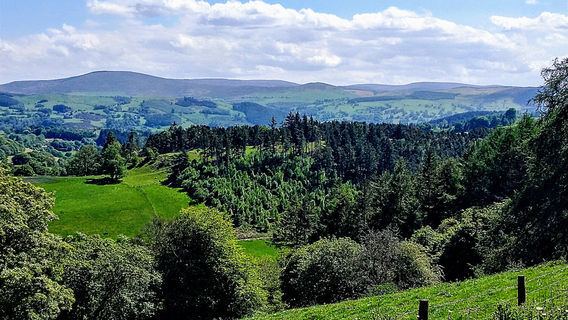 Bala