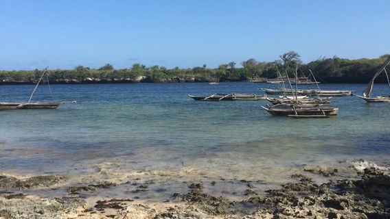 Pemba Flying Fox Forest