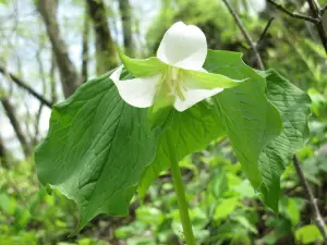 Bixby State Preserve