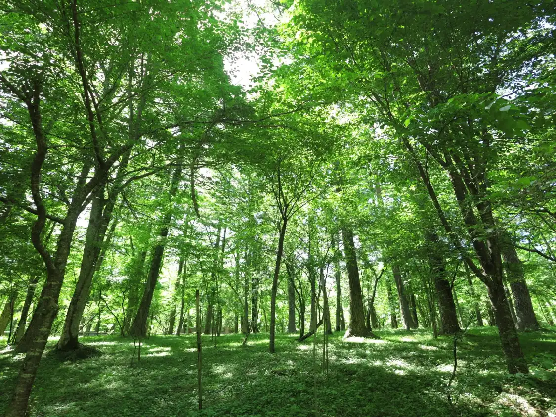 Hotel dekat Yamanakako Bungaku no Mori Park