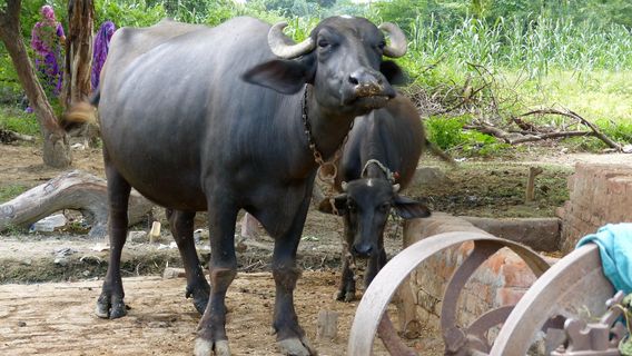 Mughal Heritage Walk