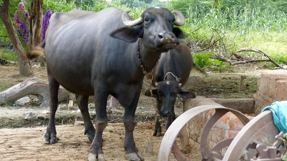 Mughal Heritage Walk