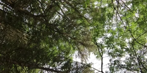 Lyons Woods Forest Preserve