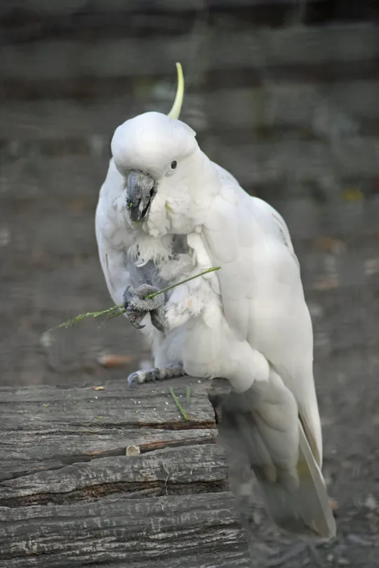 4_Wirrimbirra Sanctuary