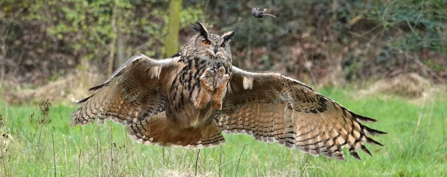 Topvogel
