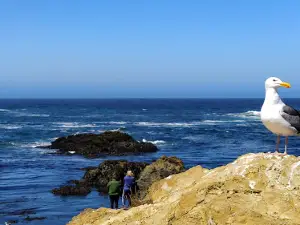 MacKerricher State Marine Conservation Area