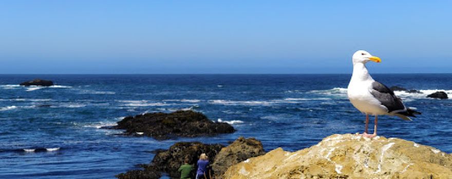 MacKerricher State Marine Conservation Area