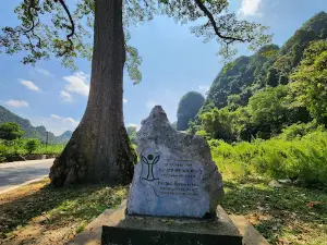 Cây Gạo di sản