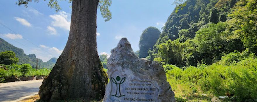 Cây Gạo di sản