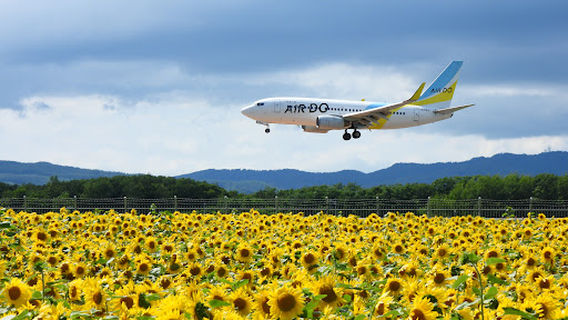 Sunflower Field