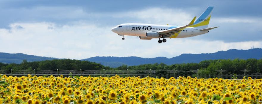 Sunflower Field