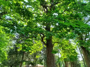 Larchwood City Park