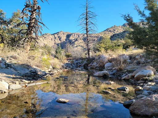 Coronado National Forest