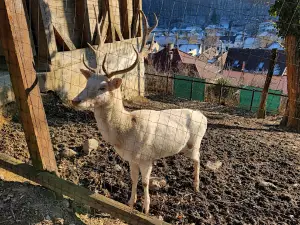 Zoo Ion Crisan Resita