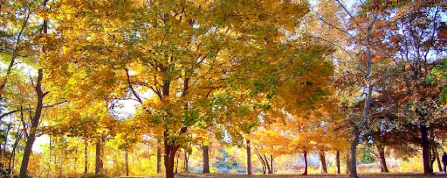 Coldstream Conservation Area