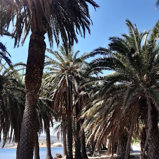 Kalamiaris palm forest